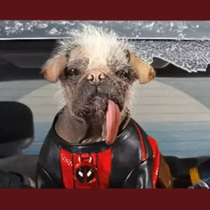 Deadpool & Wolverine tem cenas pós-créditos?